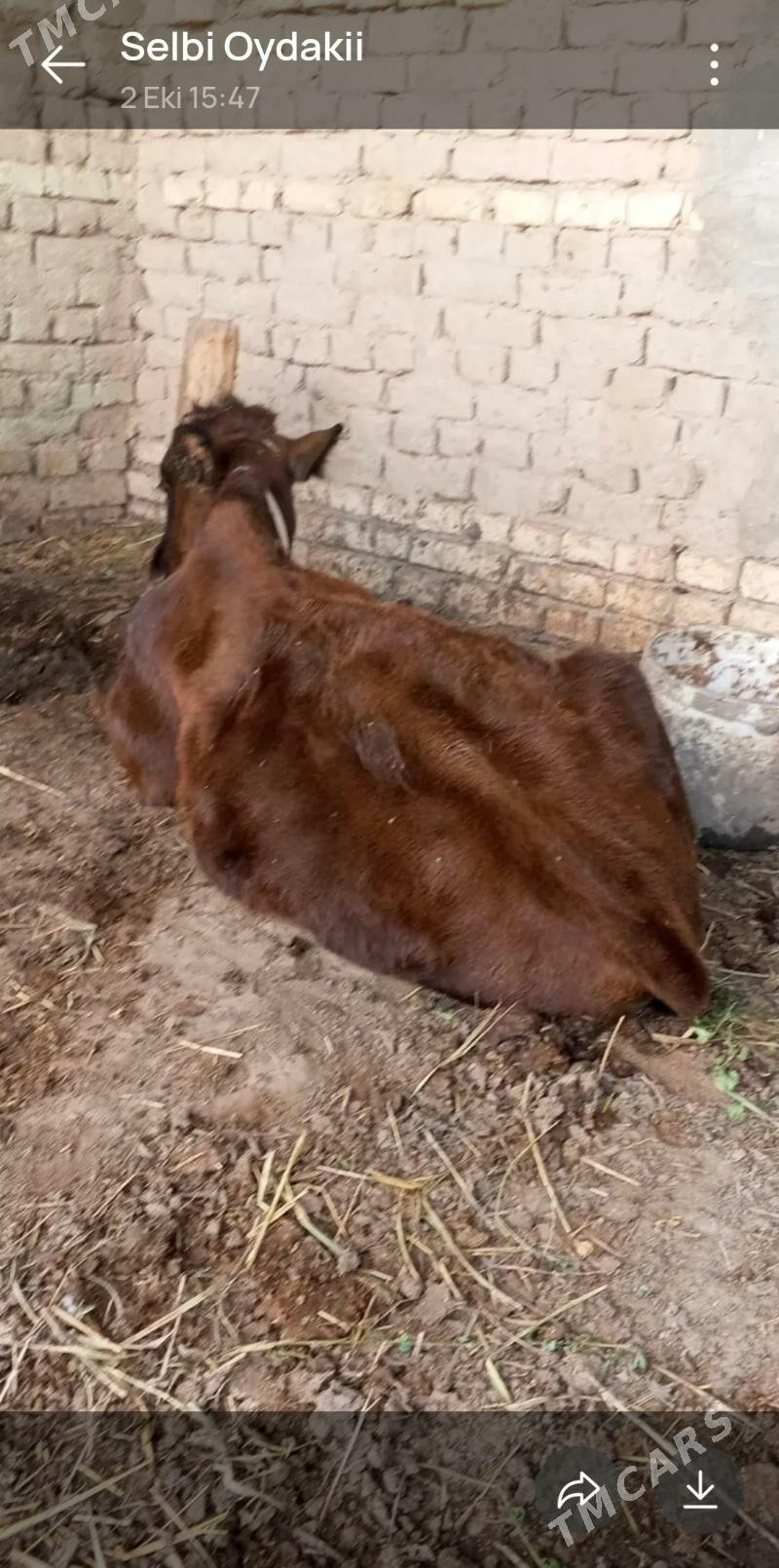 gölgeli sygyr - Murgap - img 2