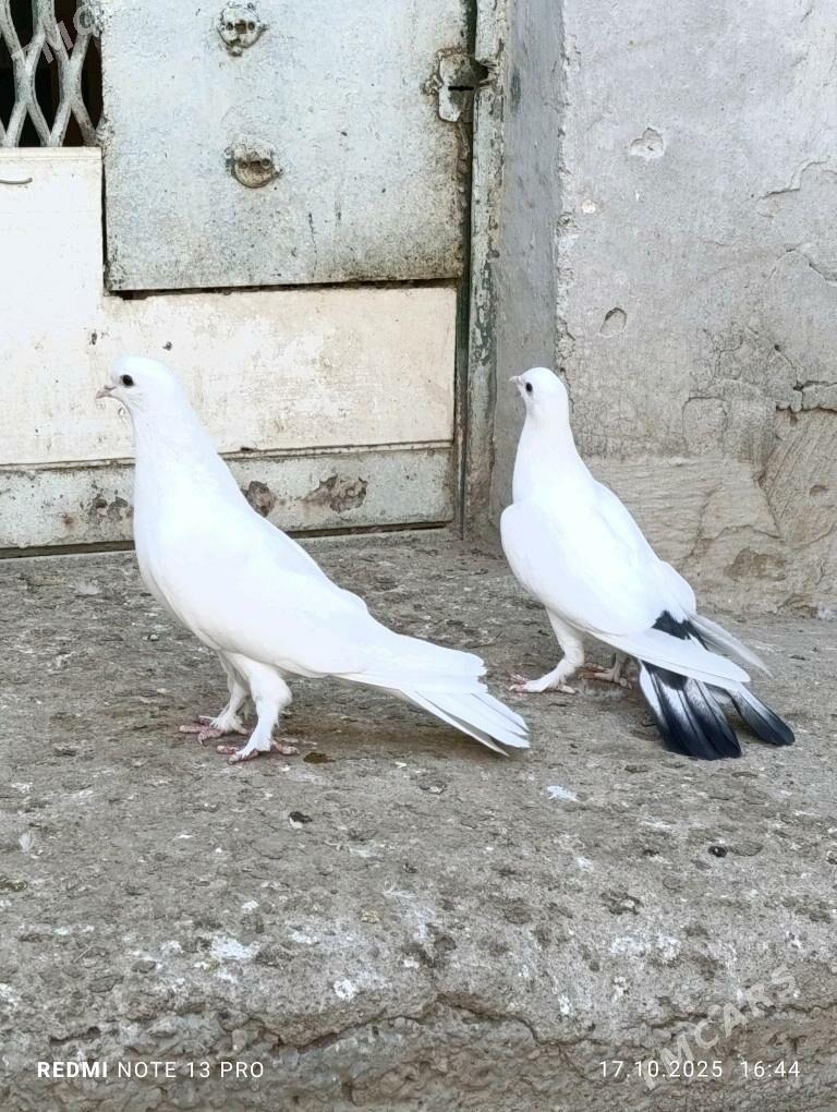 Kepderi голуби - Балканабат - img 2