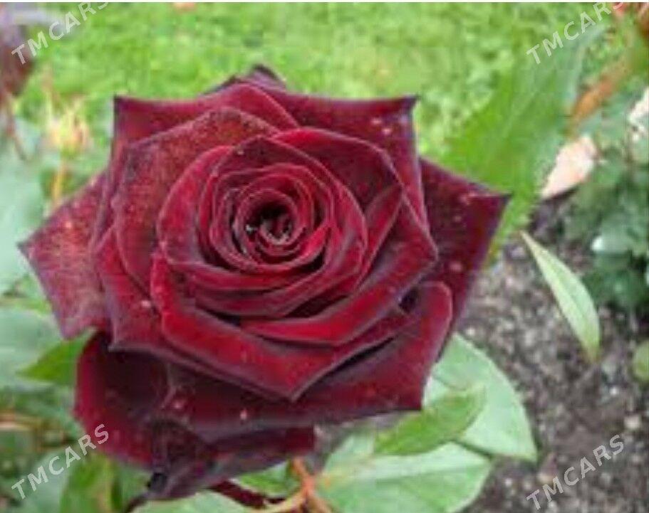 Satlyk özbek sapma rozasy - Туркменабат - img 3