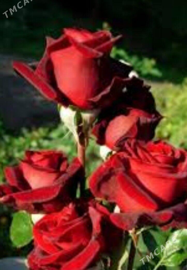 Satlyk özbek sapma rozasy - Туркменабат - img 4