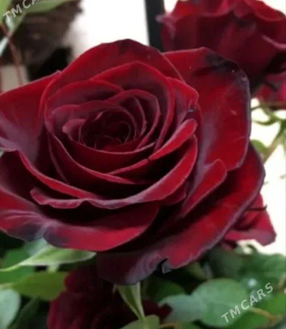 Satlyk özbek sapma rozasy - Туркменабат - img 2