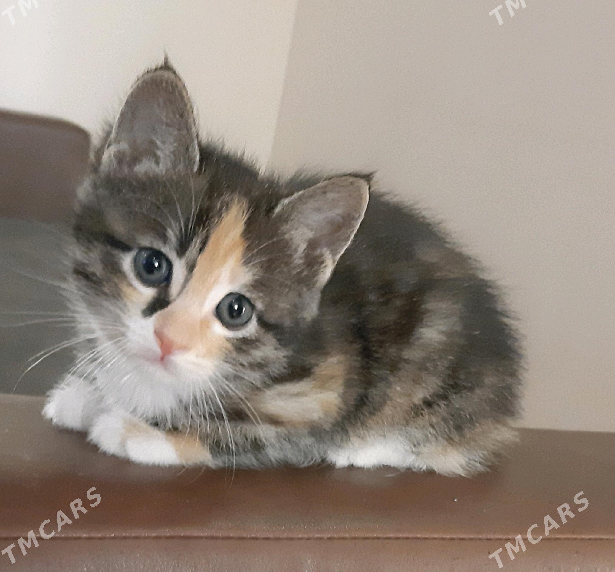 отдам котят - Ашхабад - img 2