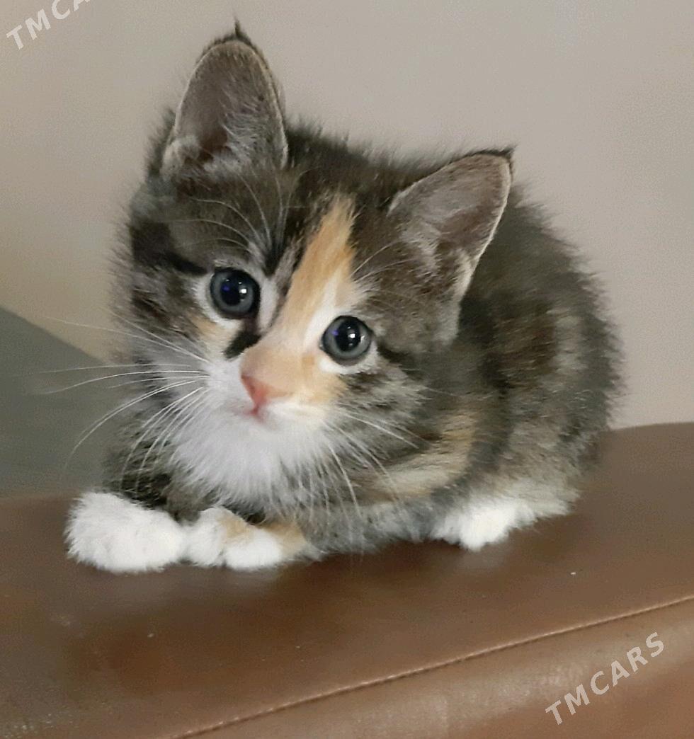 отдам котят - Ашхабад - img 1