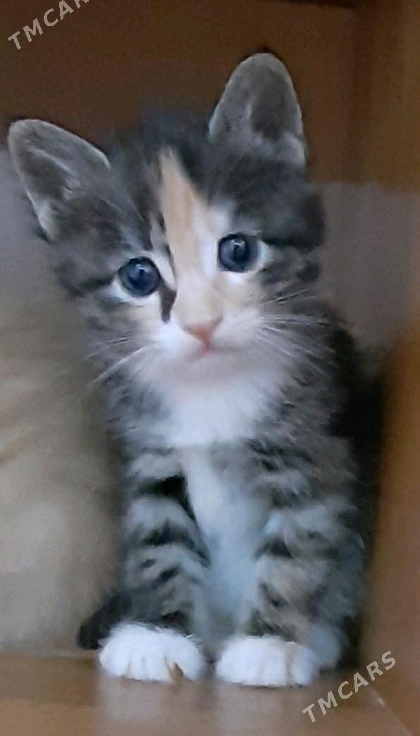 отдам котят - Ашхабад - img 4