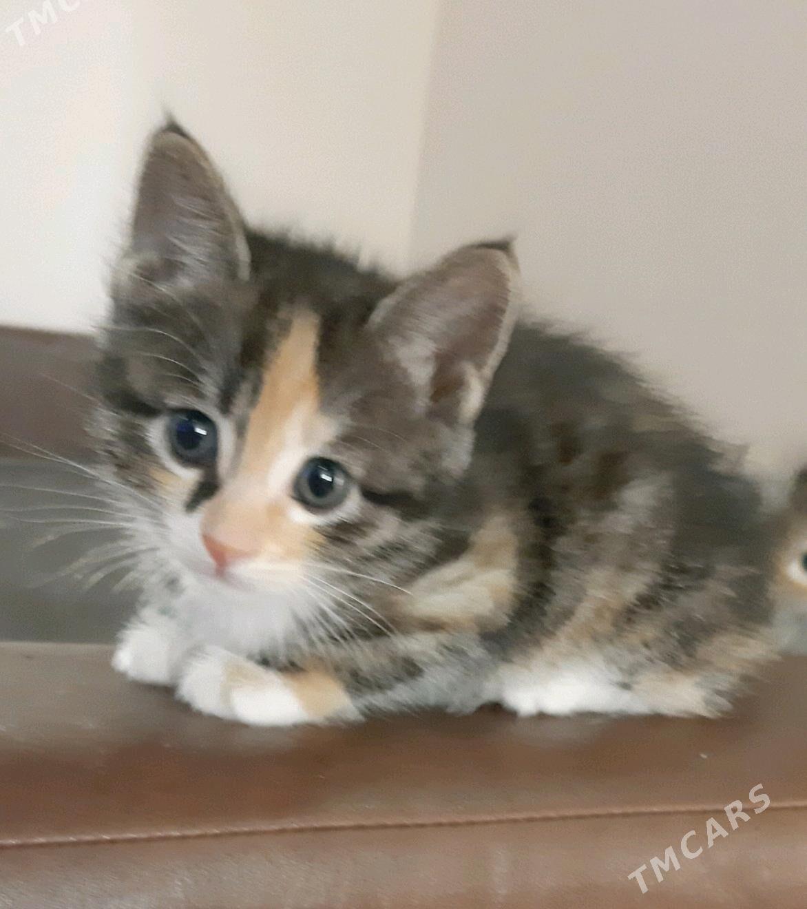 отдам котят - Ашхабад - img 3