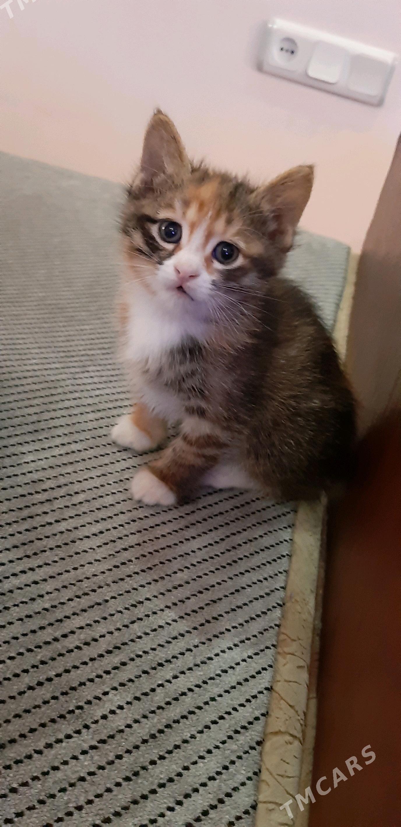 отдам котят - Ашхабад - img 5