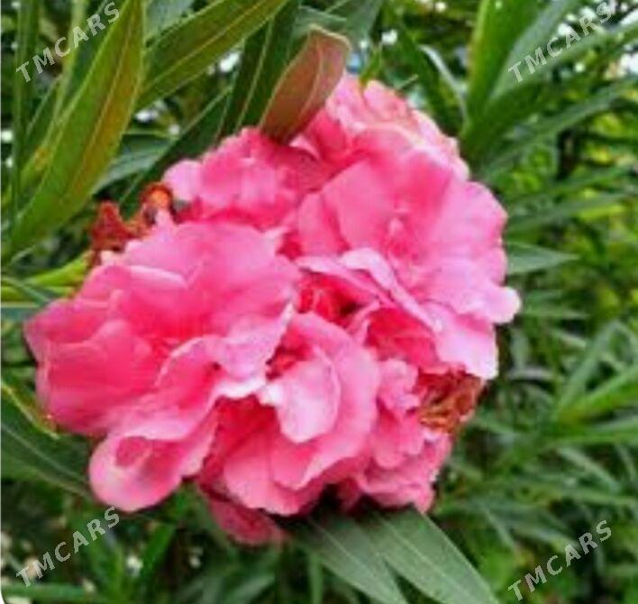 Satlyk olendra nahaly - Türkmenabat - img 2