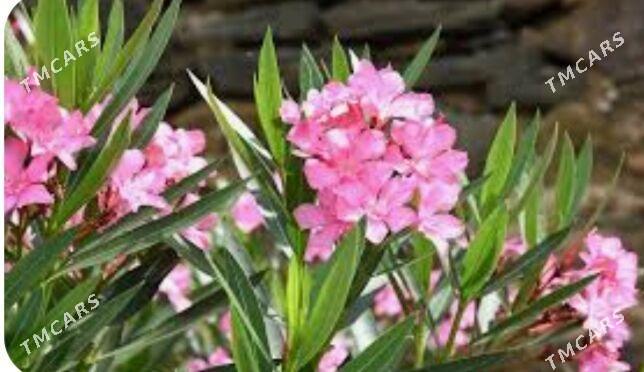 Satlyk olendra nahaly - Türkmenabat - img 3