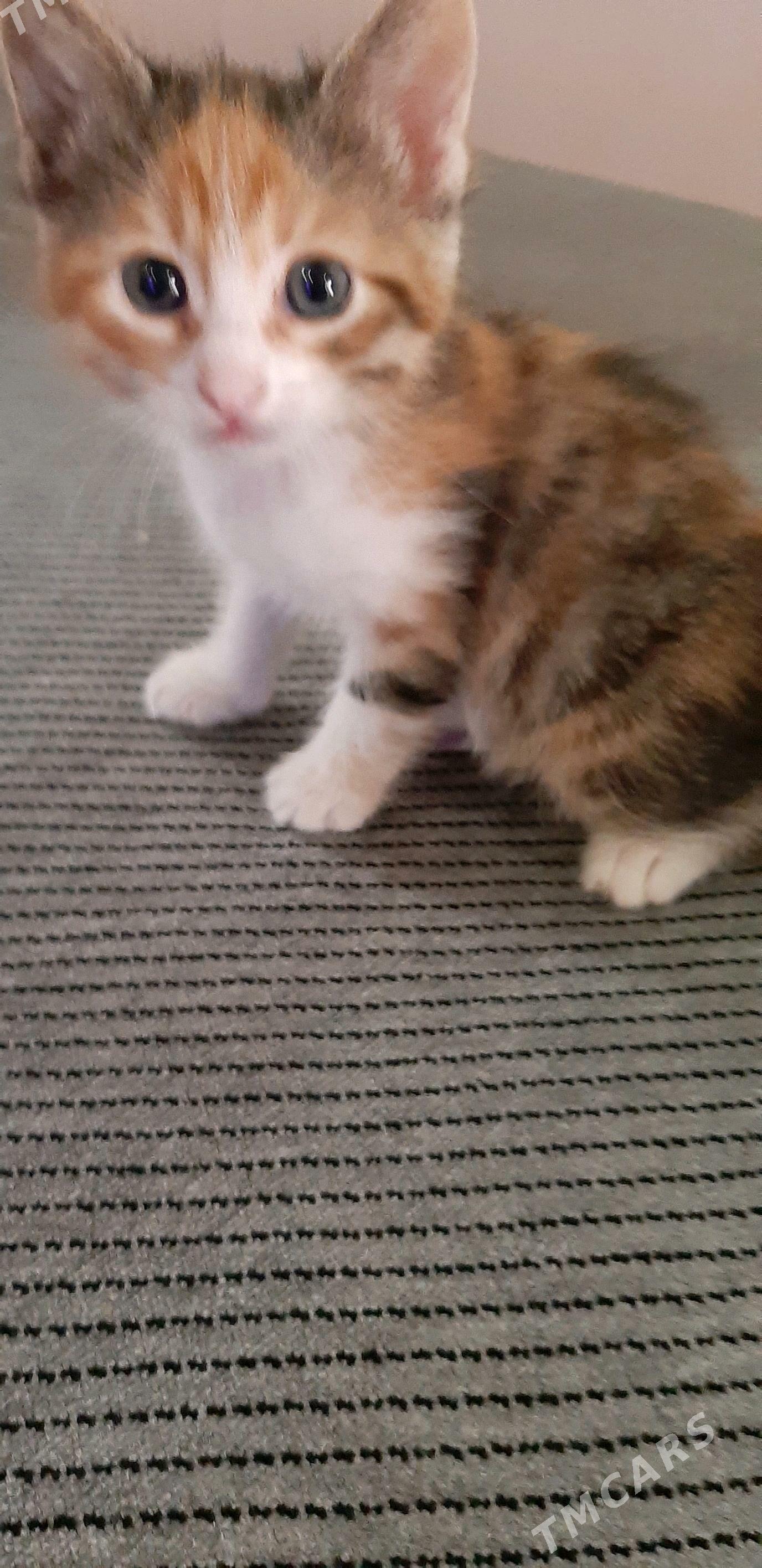 отдам котят - Ашхабад - img 7