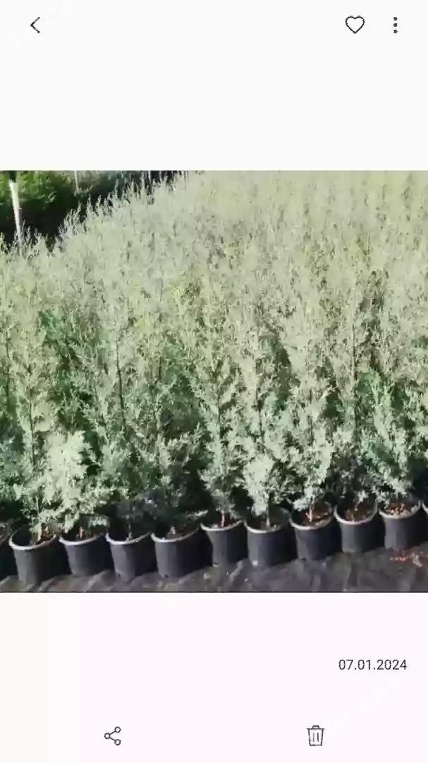 Satlyk arizonka türk kiparisy - Туркменабат - img 2