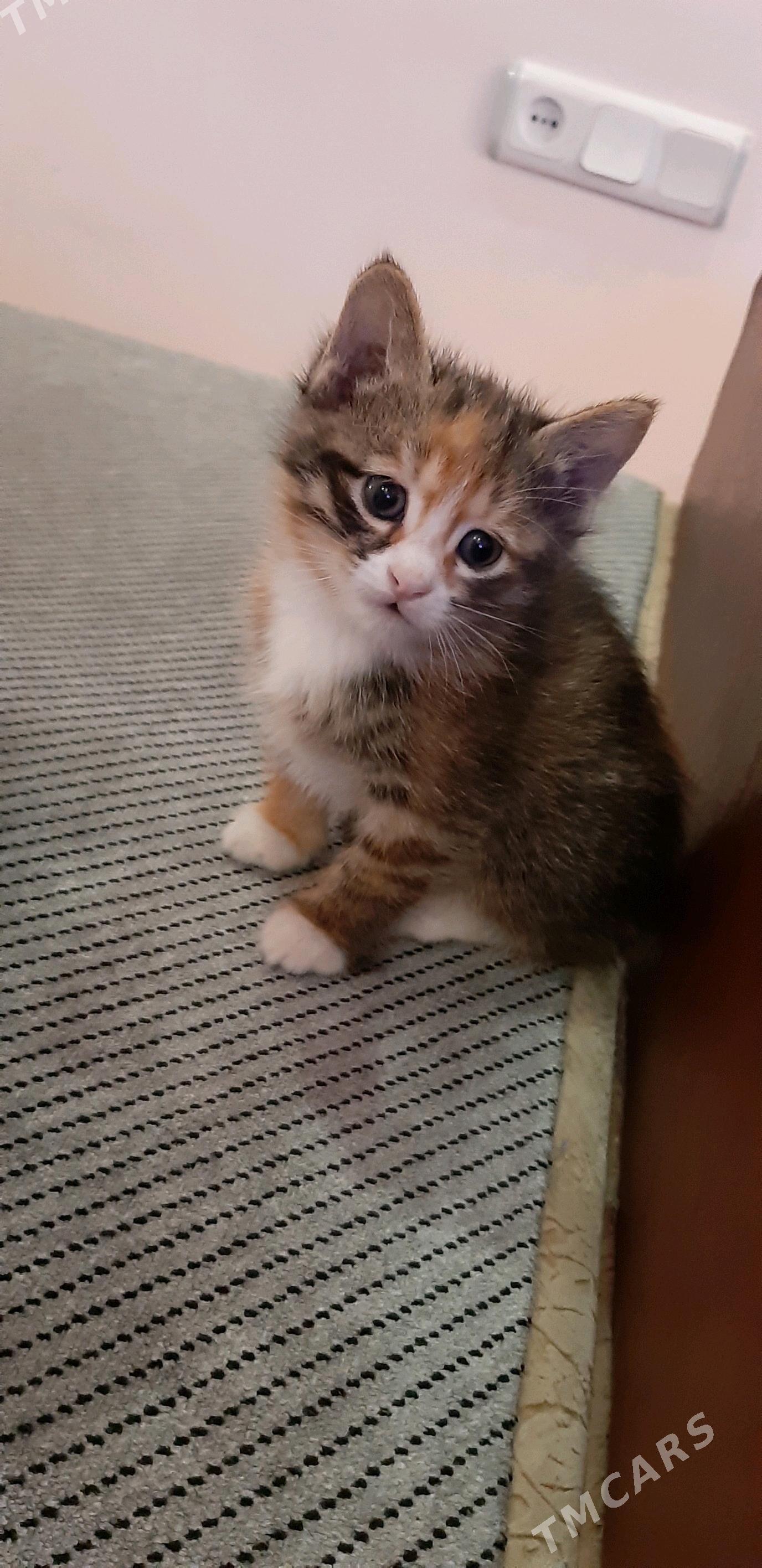 отдам котят - Ашхабад - img 6