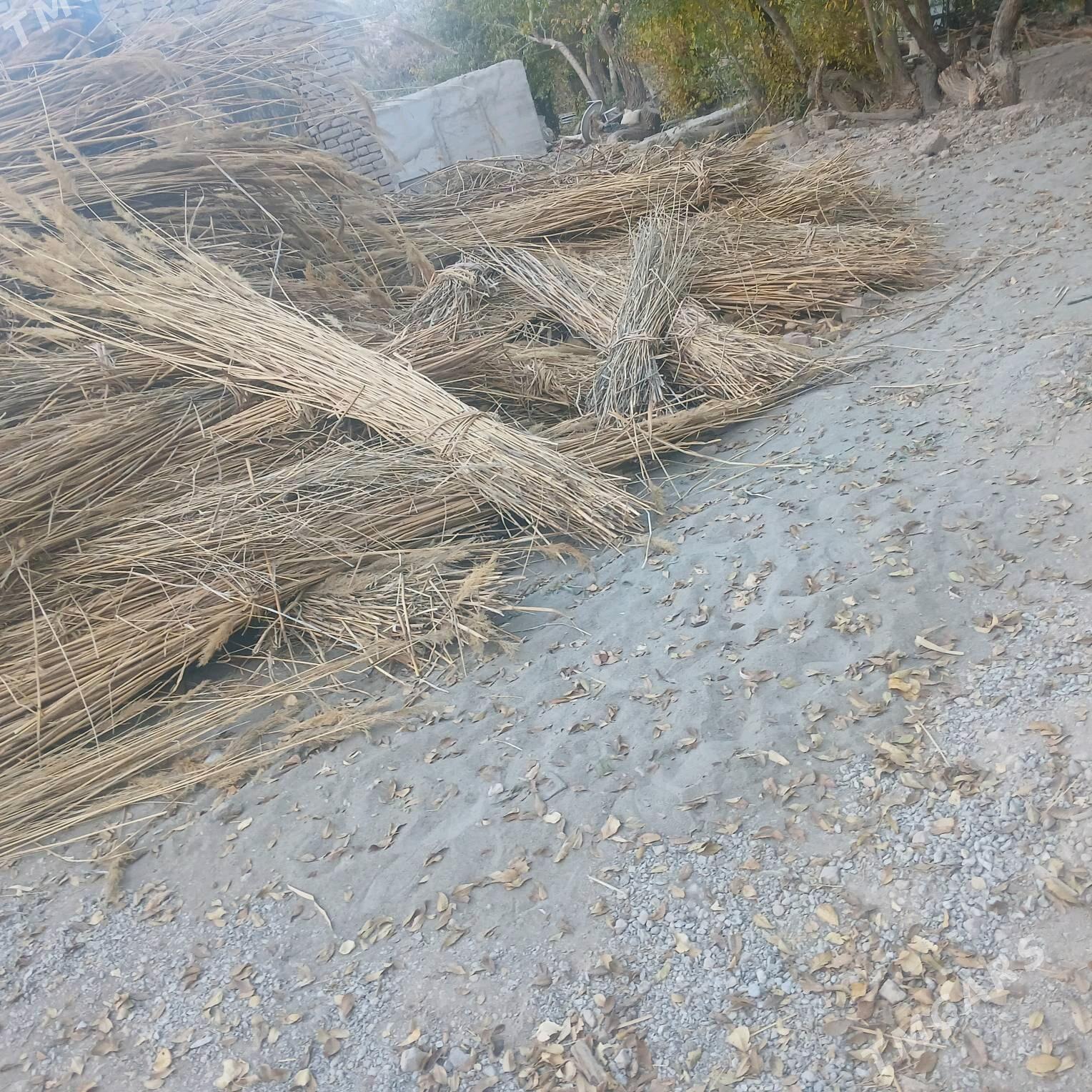 gamyṣ - Дашогуз - img 5