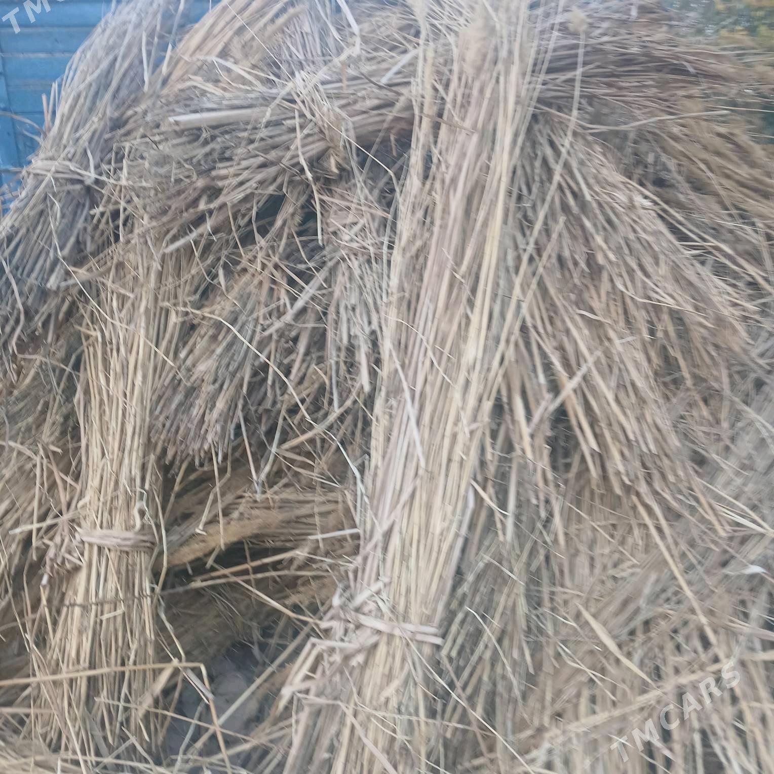 gamyṣ - Дашогуз - img 3