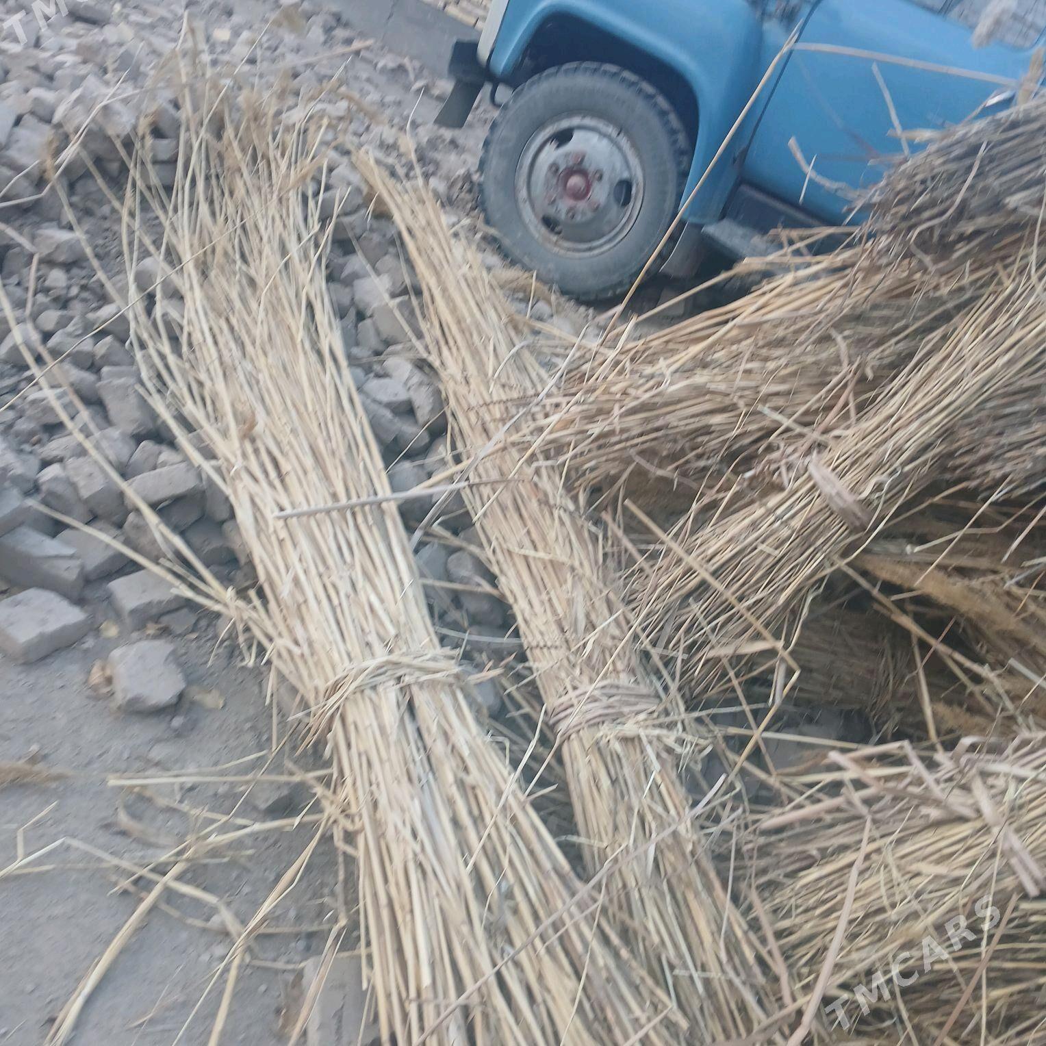 gamyṣ - Дашогуз - img 2