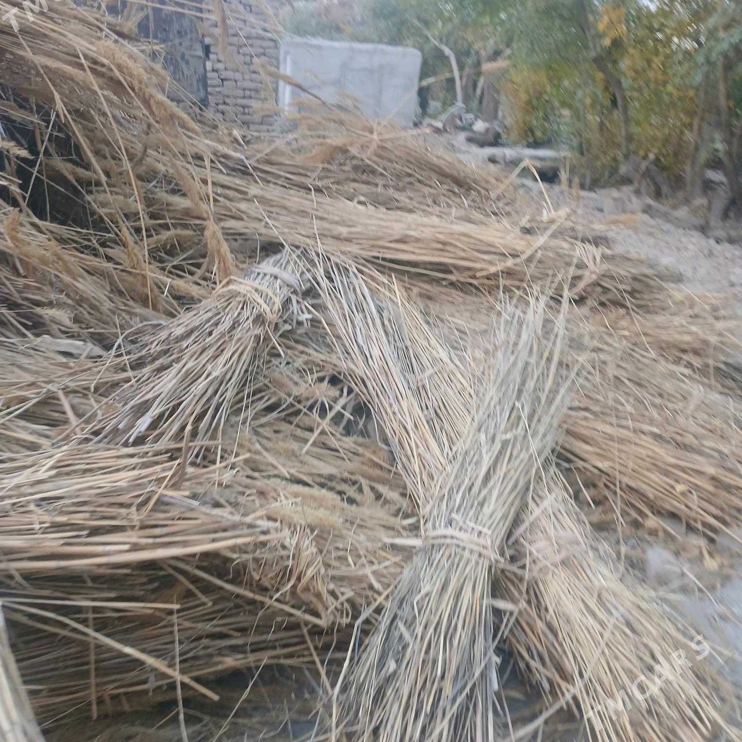 gamyṣ - Дашогуз - img 4