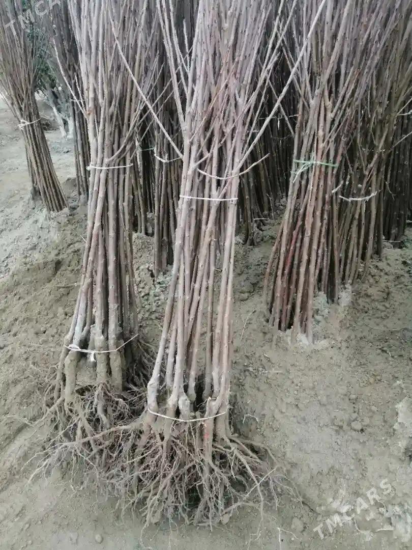 Satlyk gara erik täze sort - Türkmenabat - img 2