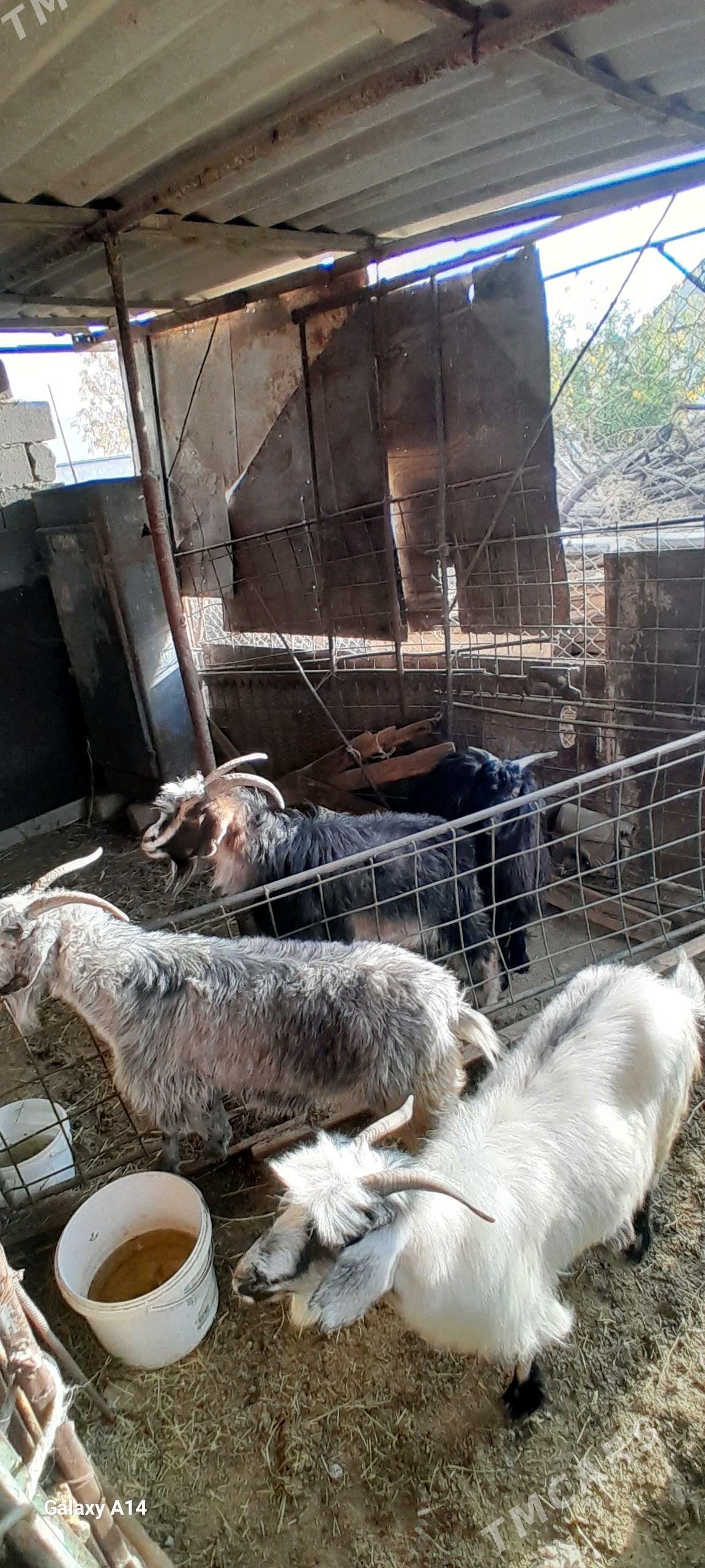 geci bakylan - Gökdepe - img 2