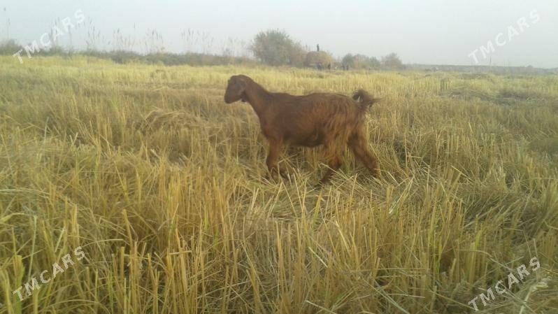 Пакистан метис овлак - Керки - img 8