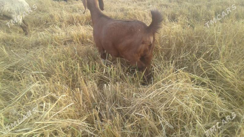 Пакистан метис овлак - Керки - img 6