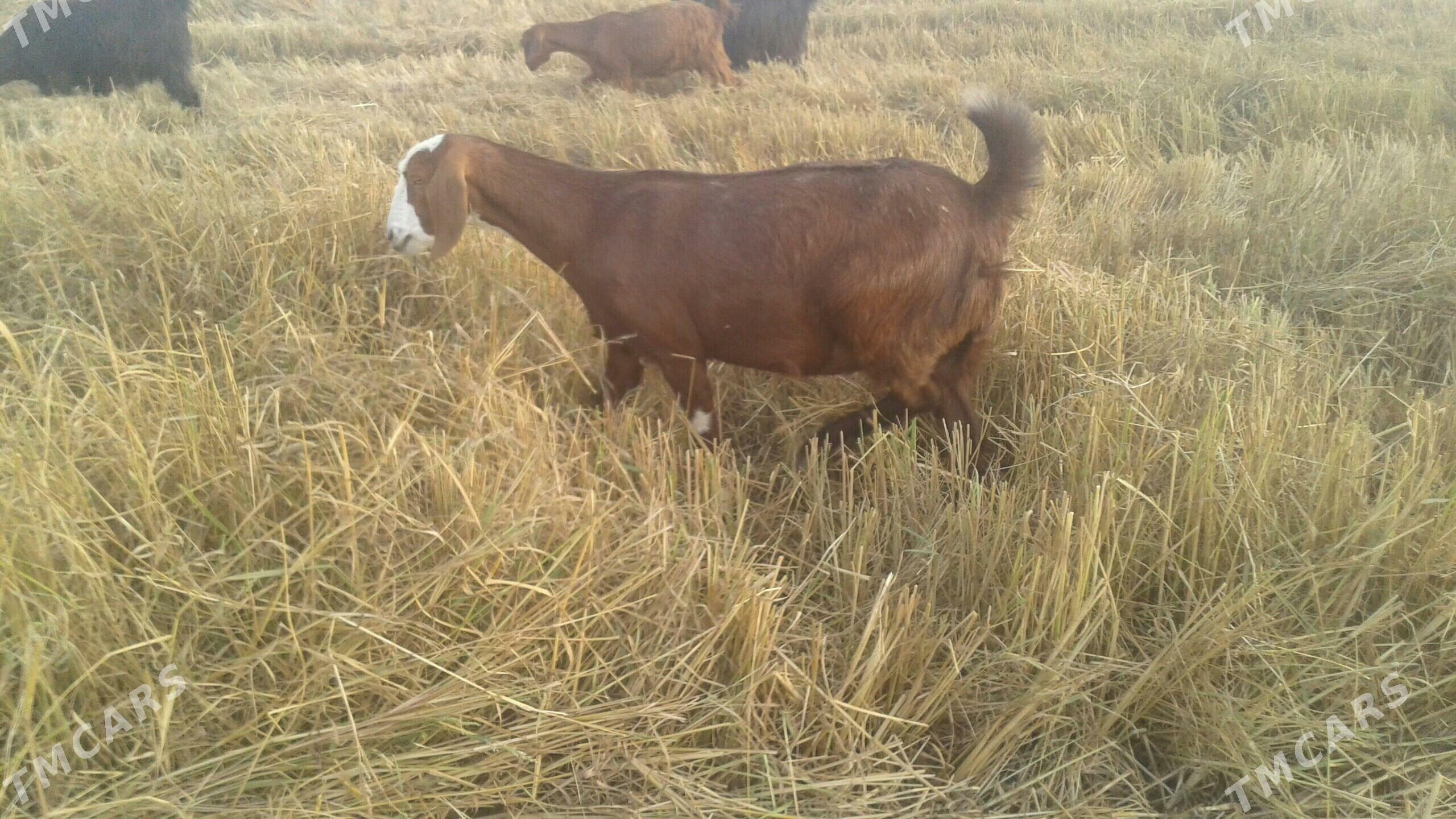 Пакистан метис овлак - Керки - img 3