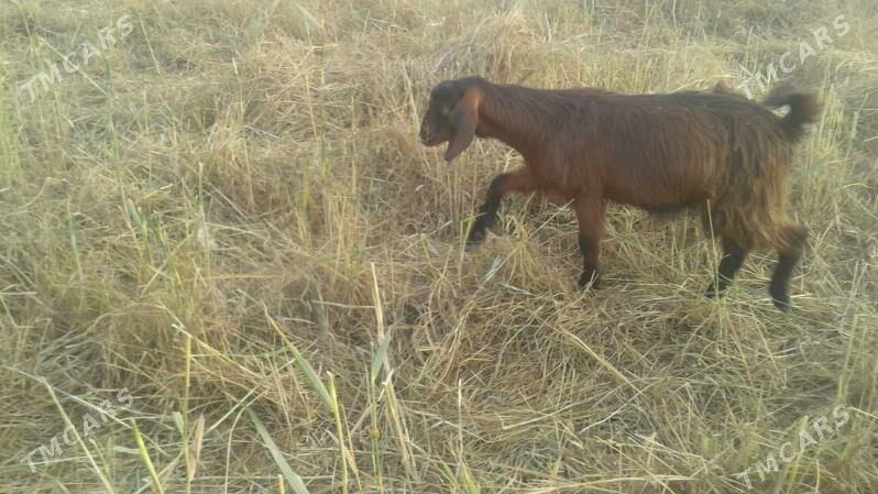 Пакистан метис овлак - Керки - img 2