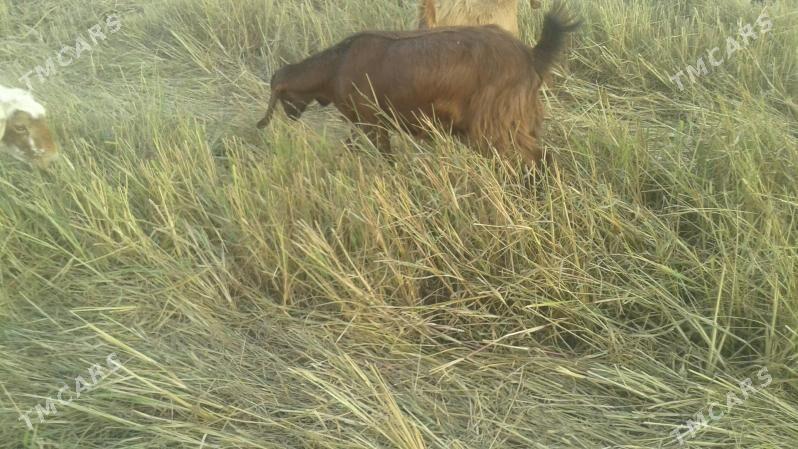 Пакистан метис овлак - Керки - img 5