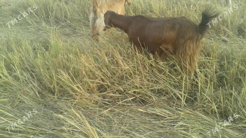 Пакистан метис овлак - Керки - img 7