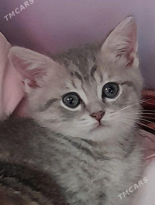 шотландский шиншилла - Aşgabat - img 2