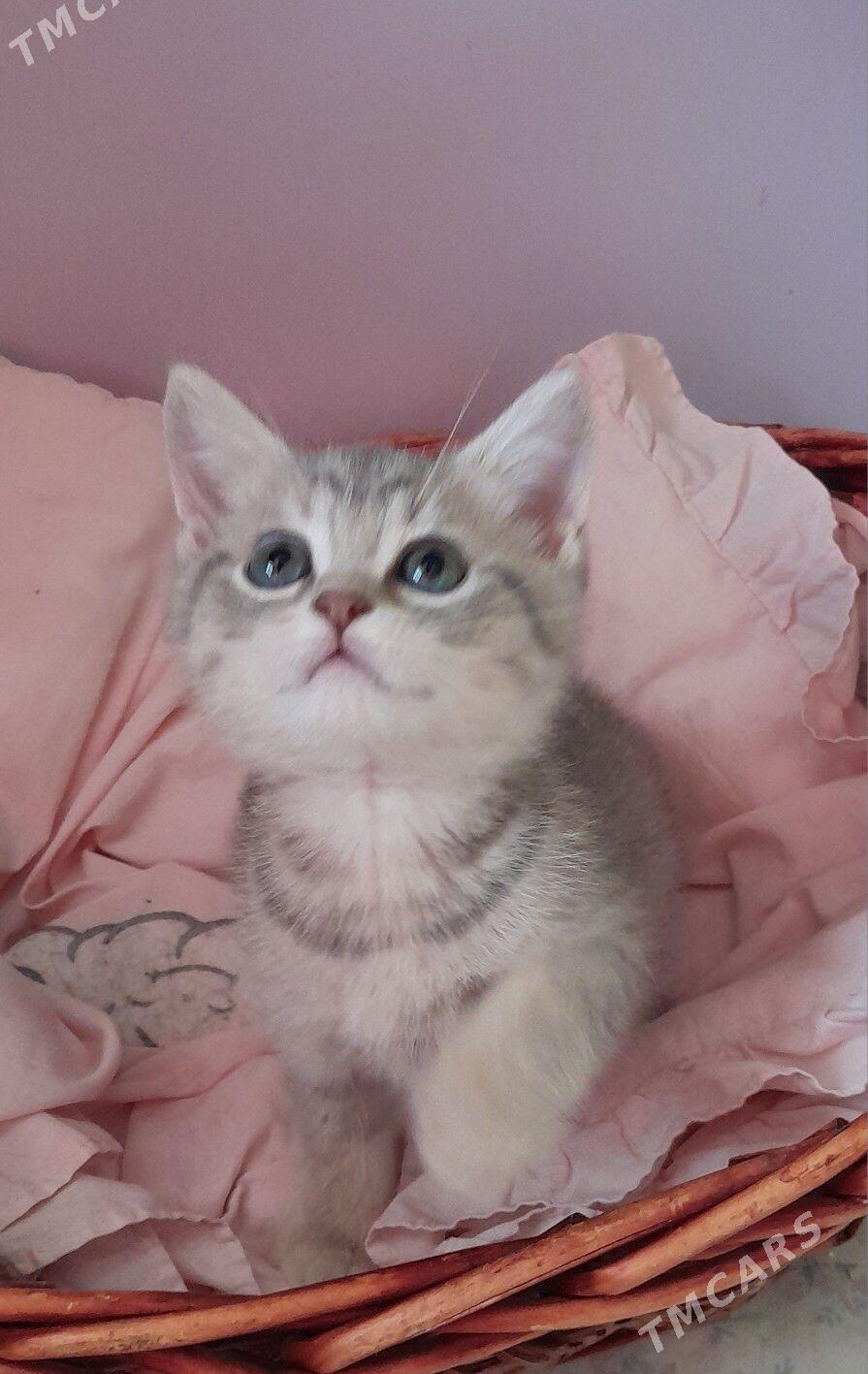 шотландский шиншилла - Aşgabat - img 4