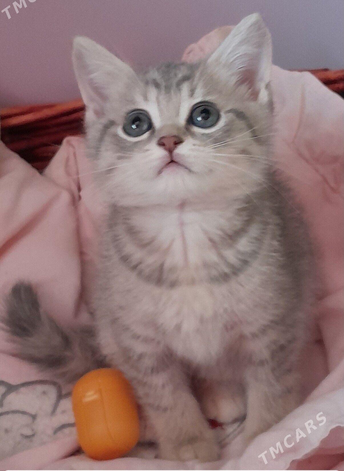 шотландский шиншилла - Aşgabat - img 5