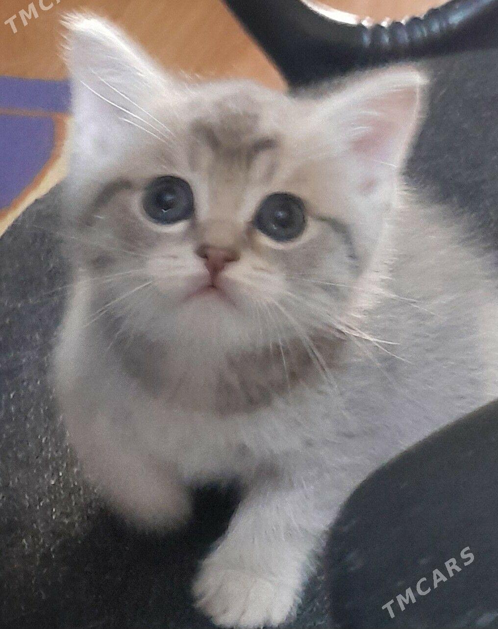 шотландский шиншилла - Aşgabat - img 6