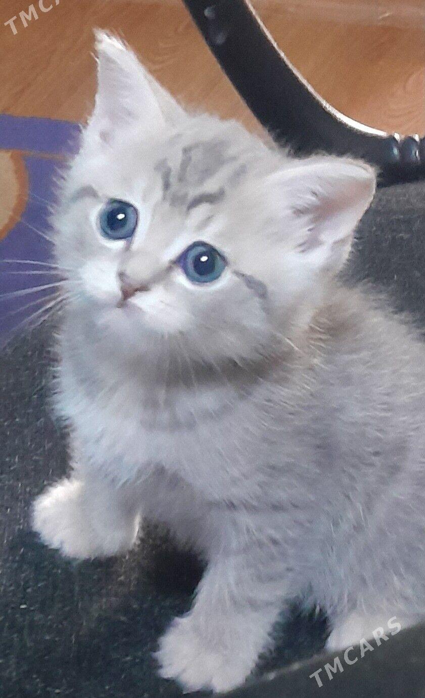 шотландский шиншилла - Aşgabat - img 7