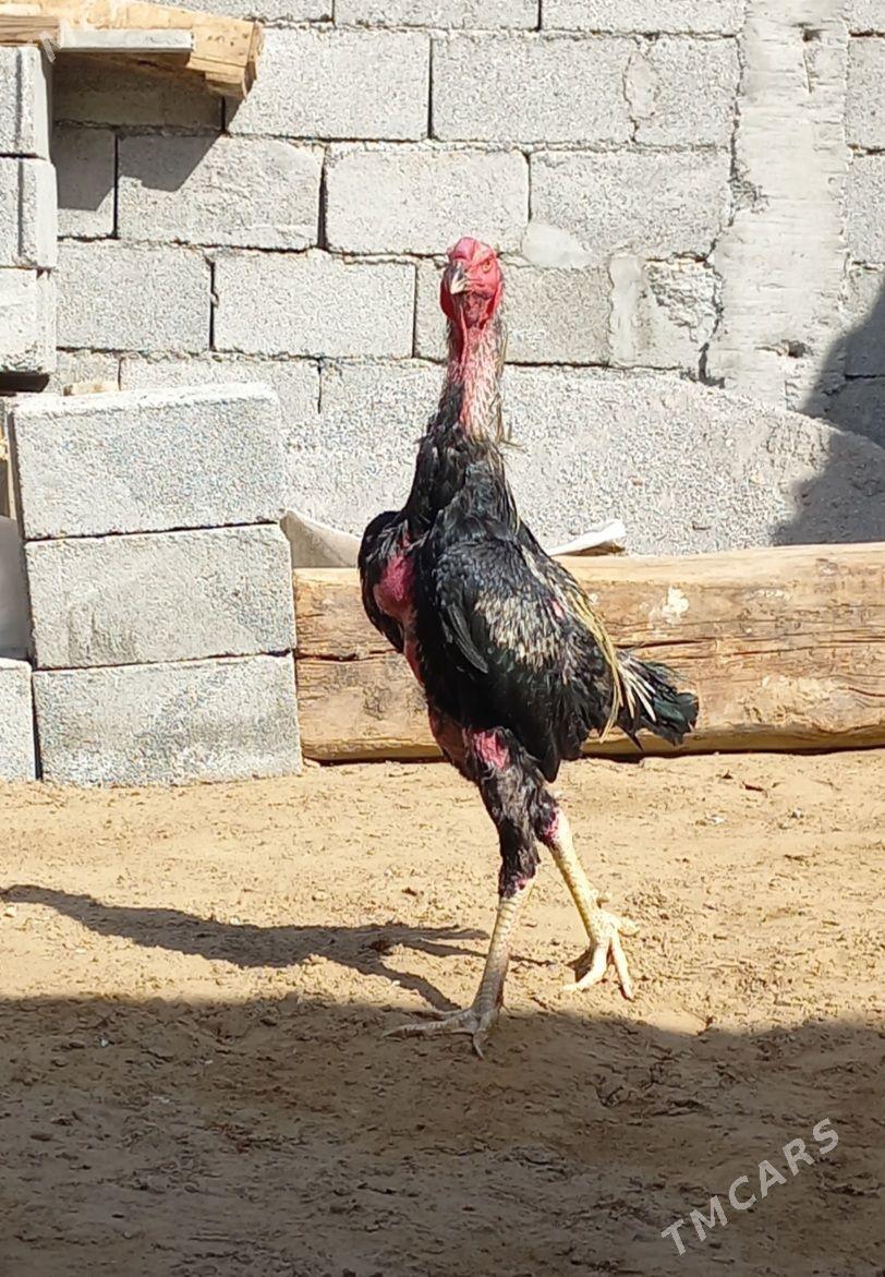 Taşkent - Ашхабад - img 1