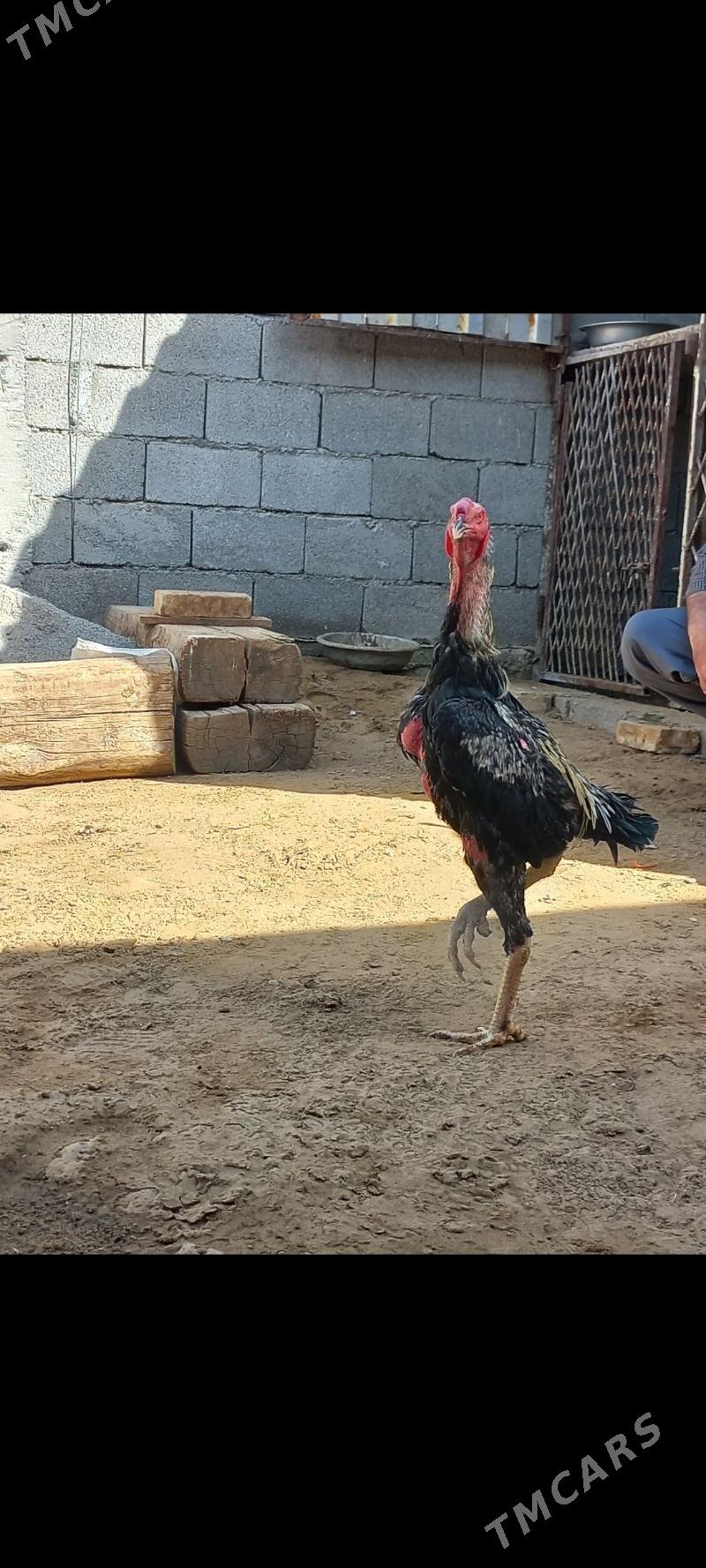 Taşkent - Ашхабад - img 2