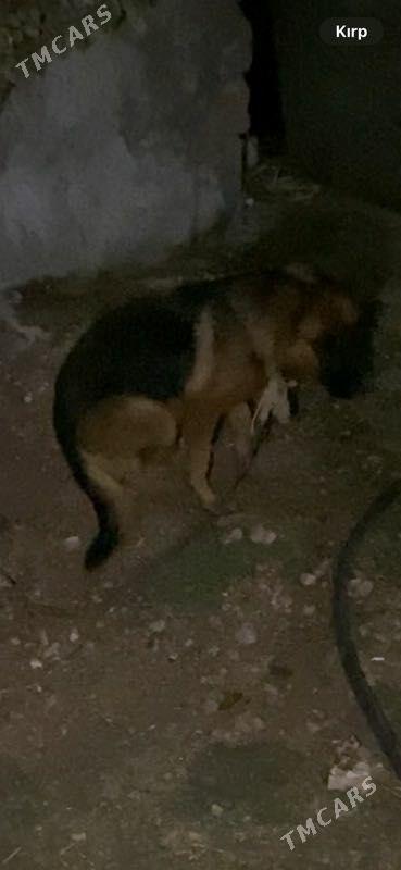 awcarka - Ялкым - img 4