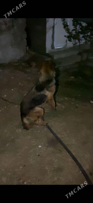 awcarka - Ялкым - img 2