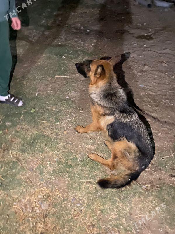 awcarka - Ялкым - img 3