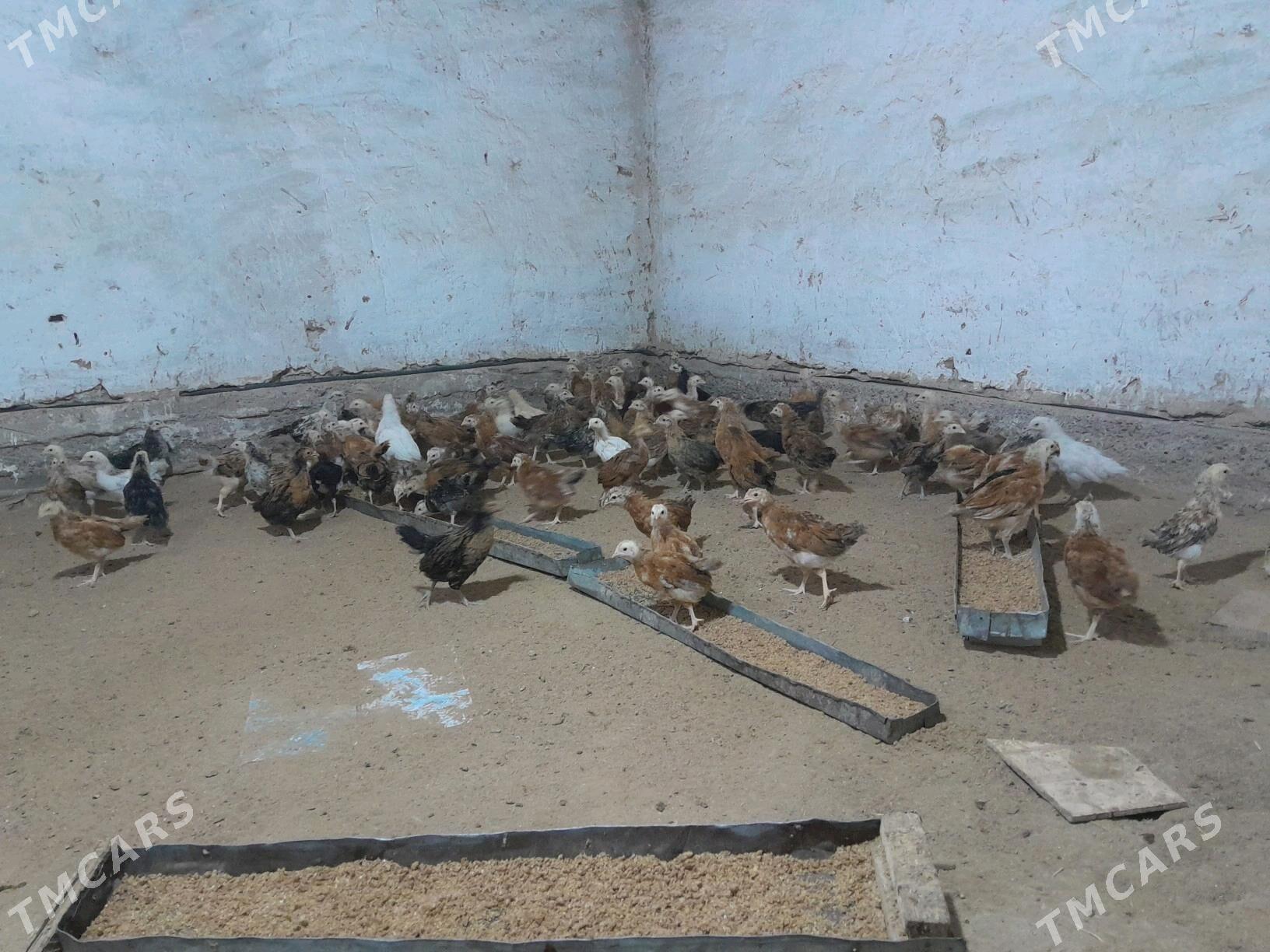 towuk jüýje - Murgap - img 3