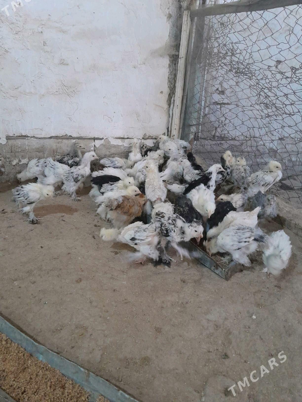 towuk jüýje - Murgap - img 6