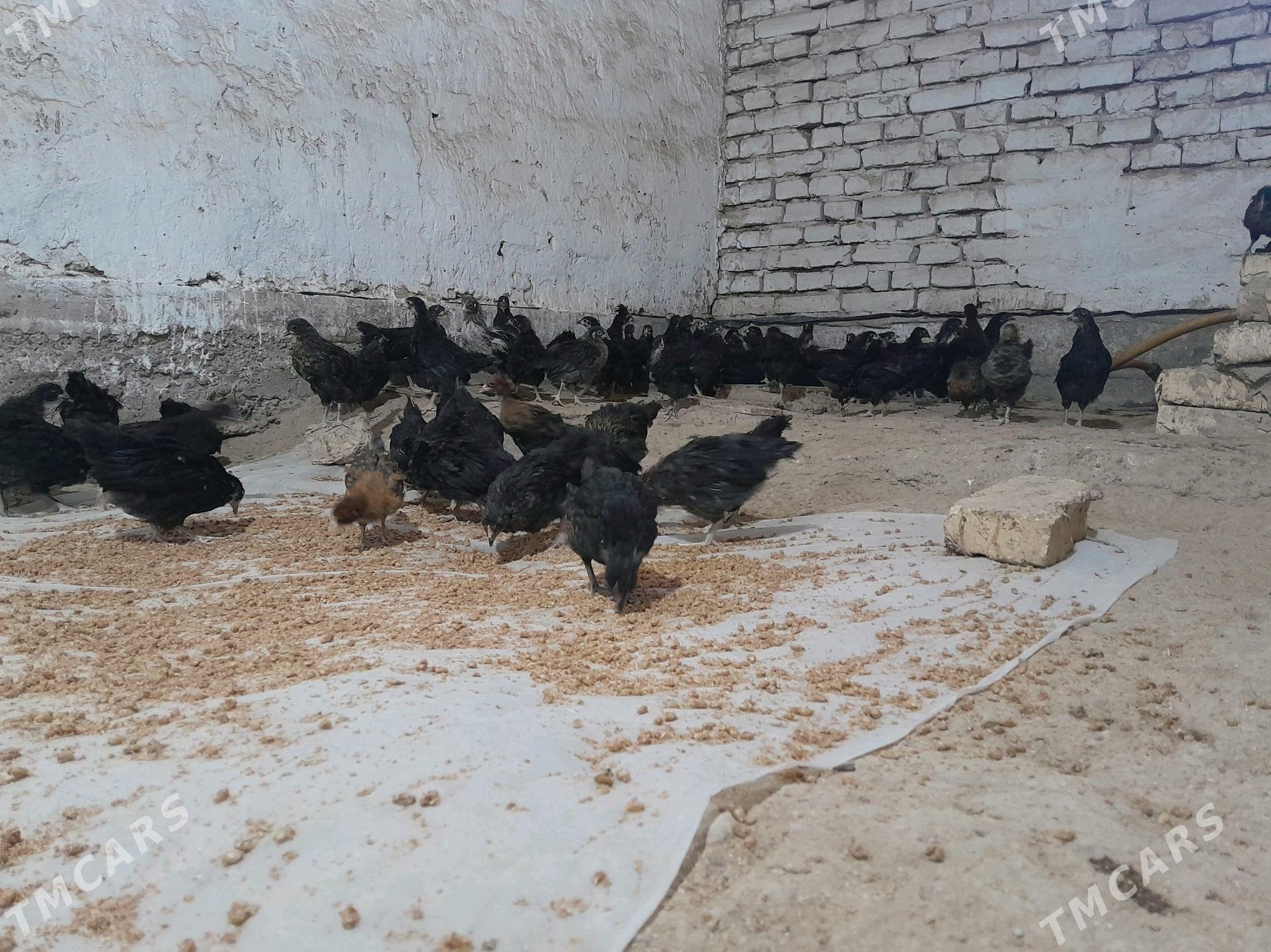 towuk jüýje - Murgap - img 1