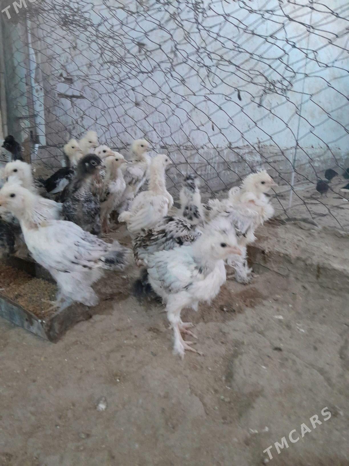 towuk jüýje - Murgap - img 5