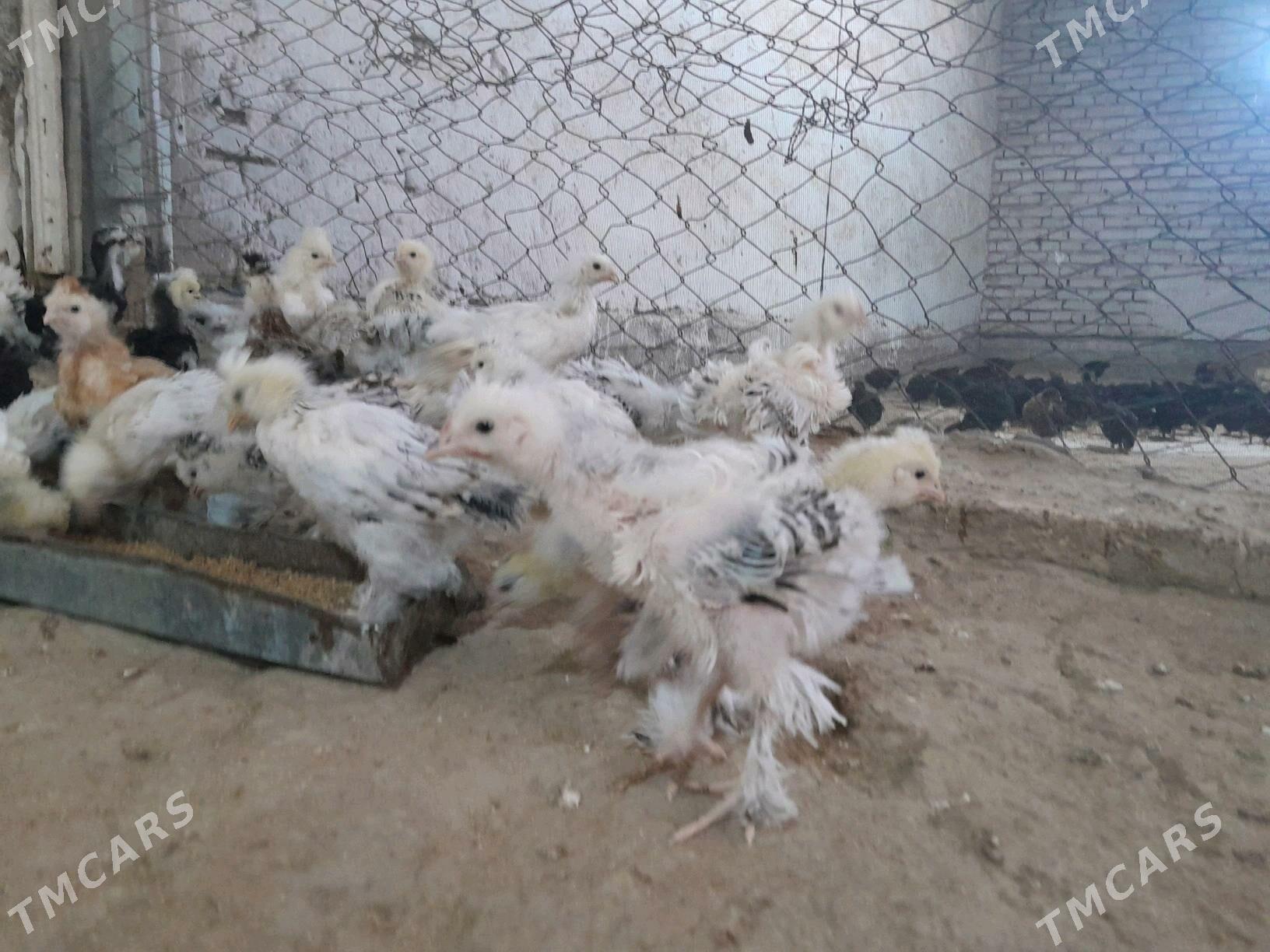 towuk jüýje - Murgap - img 4