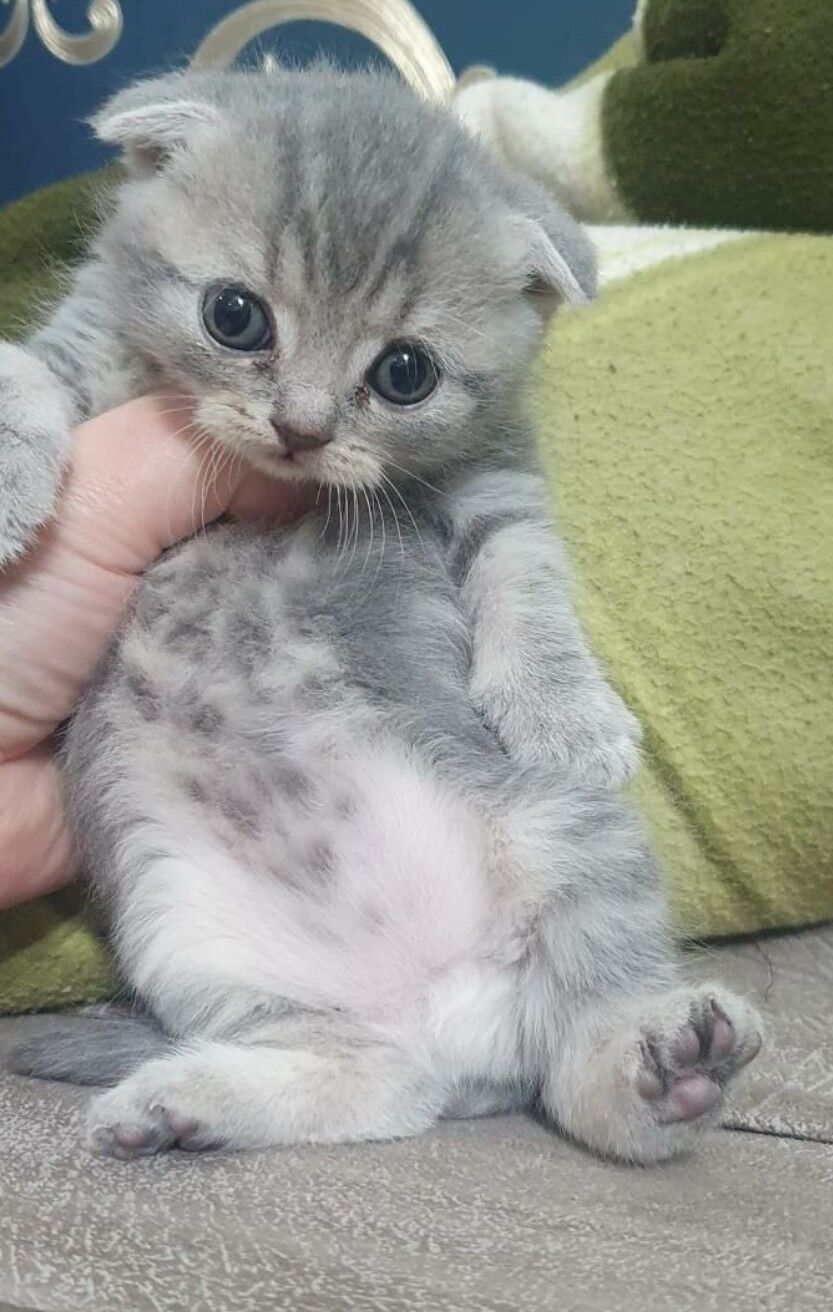 Шотландские котята - Aşgabat - img 2