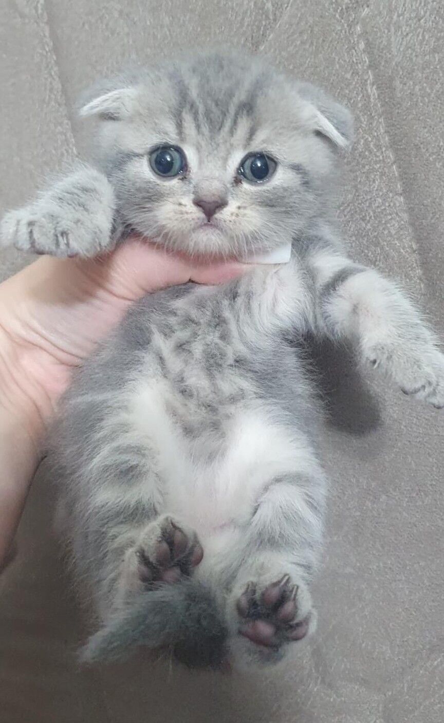 Шотландские котята - Aşgabat - img 3