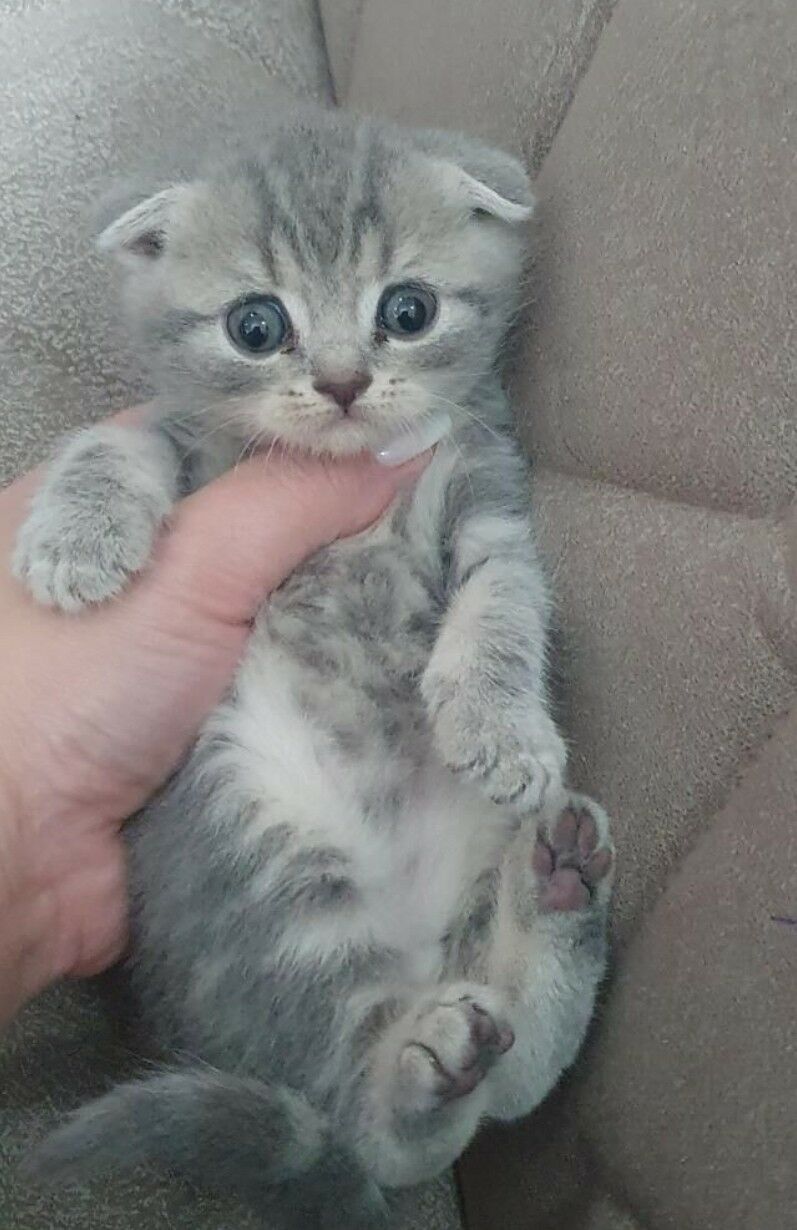 Шотландские котята - Aşgabat - img 1