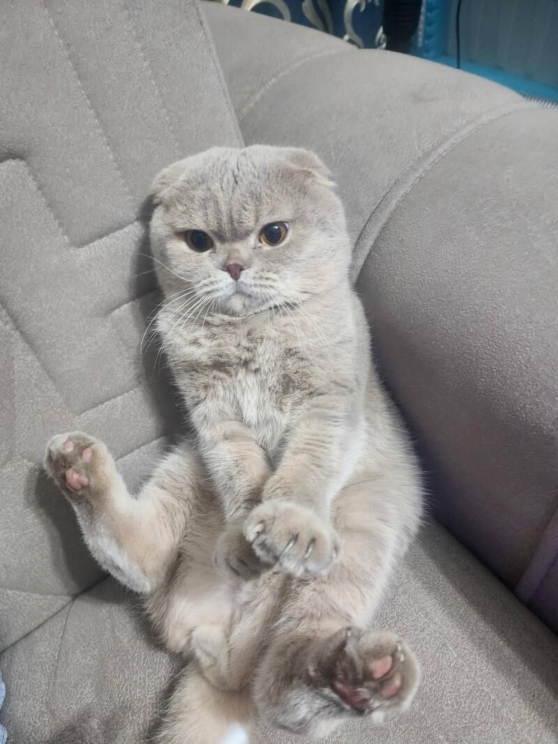 Шотландские котята - Aşgabat - img 4