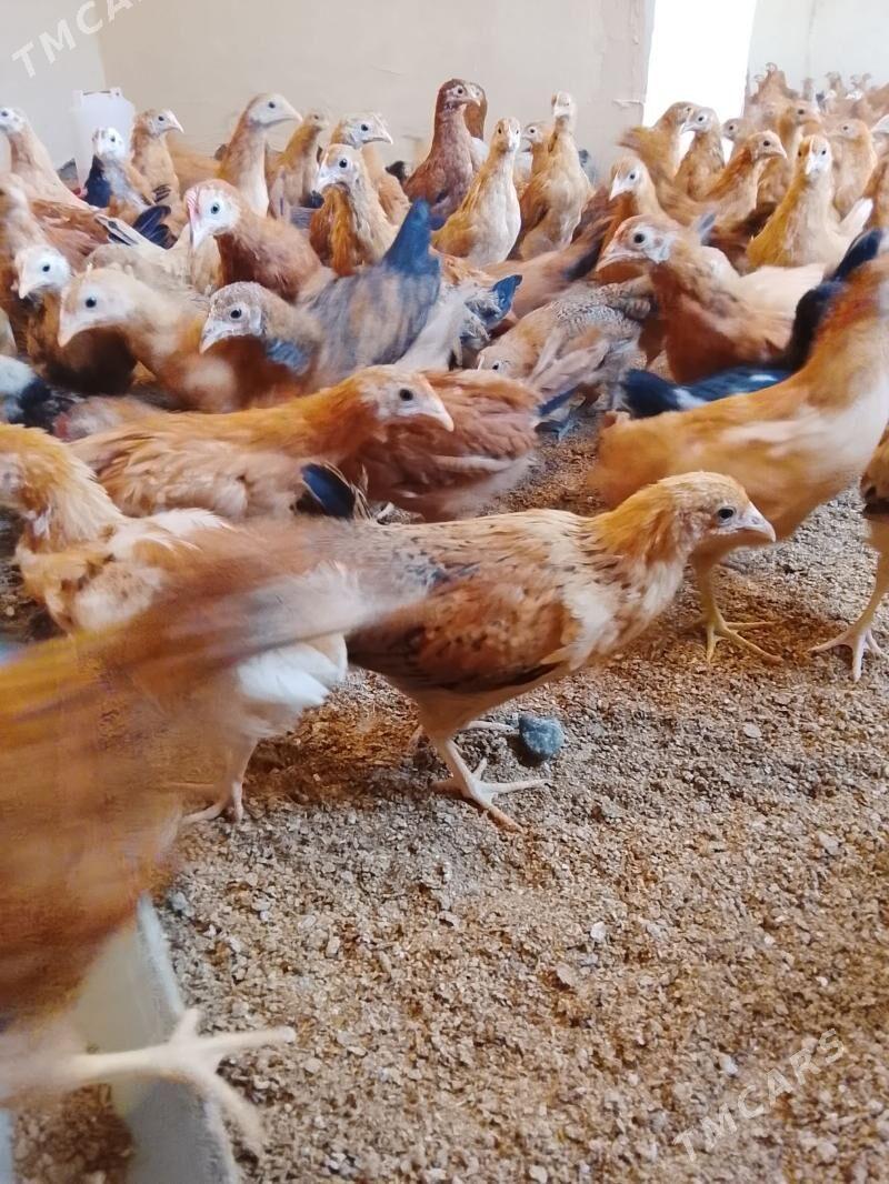 Jüýje - Gökdepe - img 2