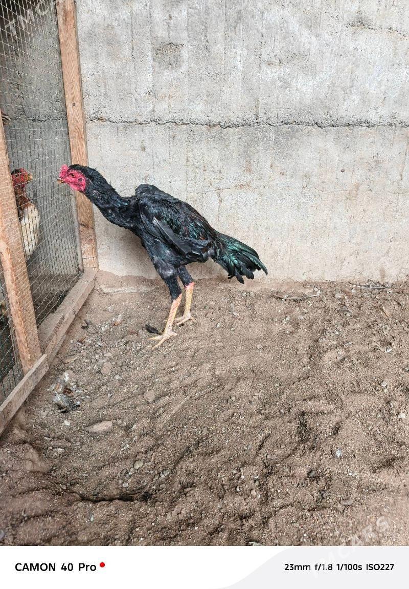 taskent - Ашхабад - img 1