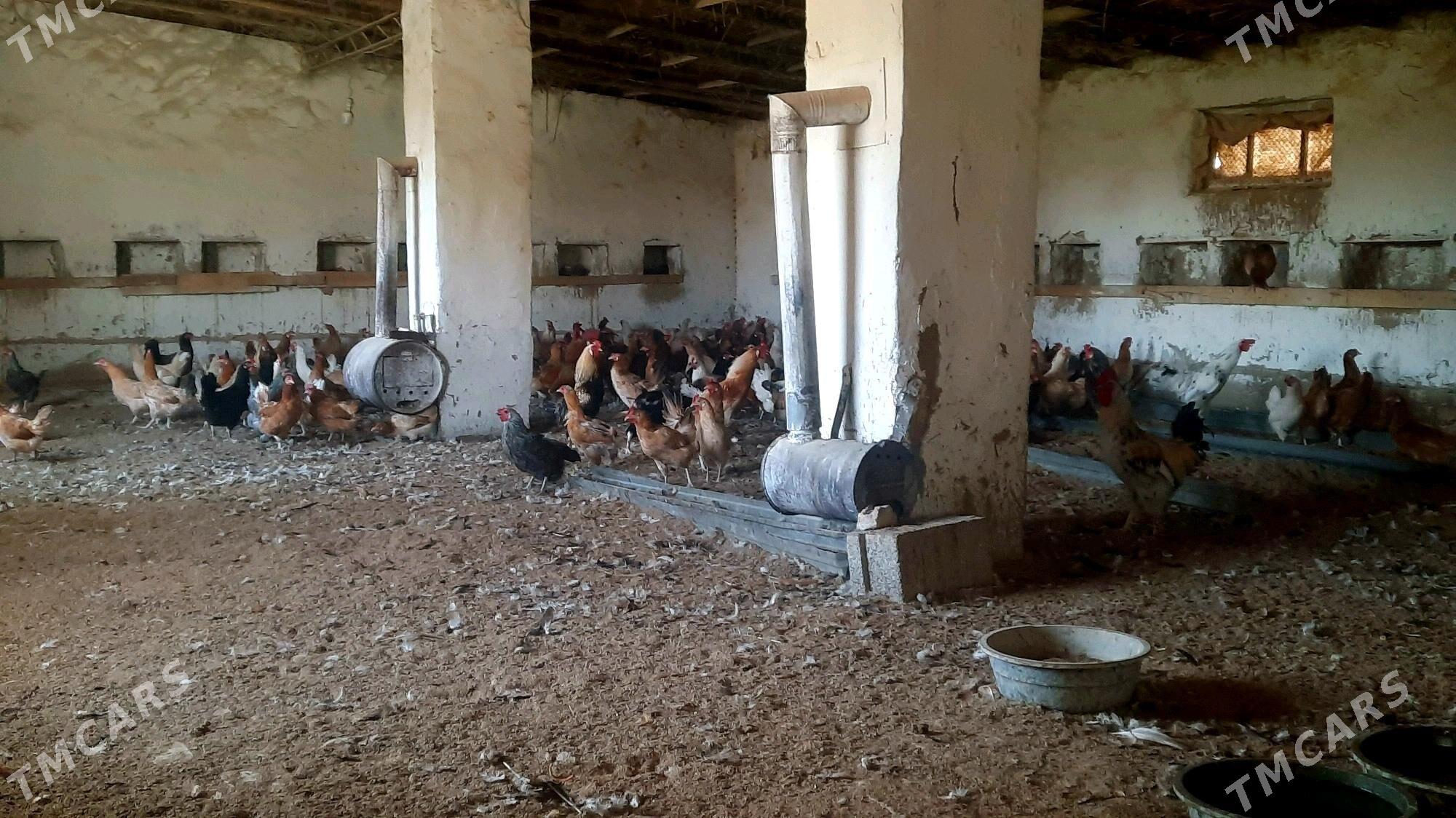 towyk - Мургап - img 2