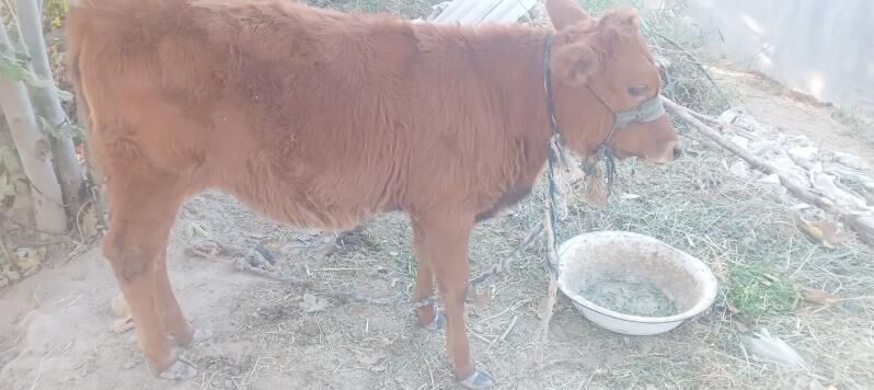 Paroda goleli sygyr - Сакарчага - img 3